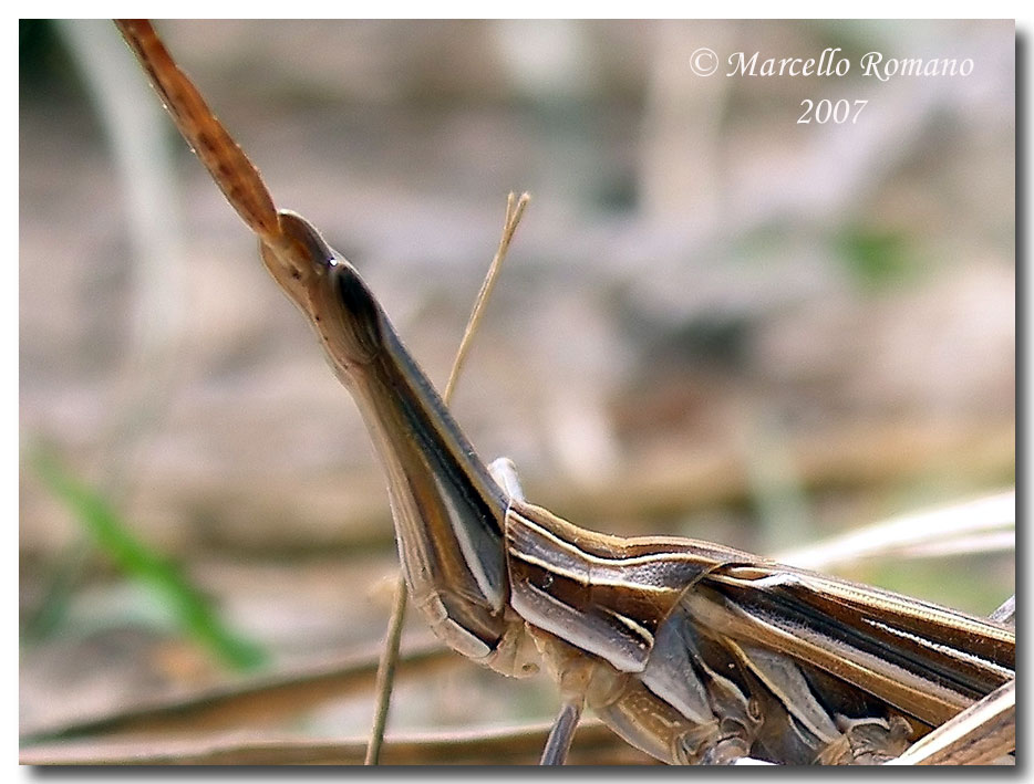 Truxalis nasuta (Acrididae) in Sicilia